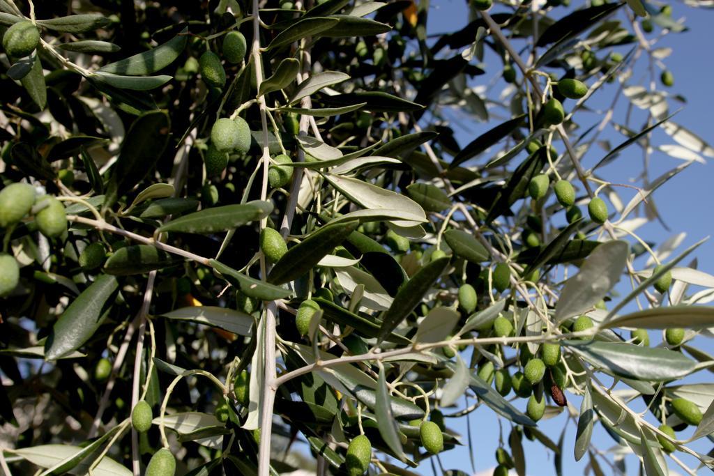 Agricostella Agriturismo Vieste Dış mekan fotoğraf